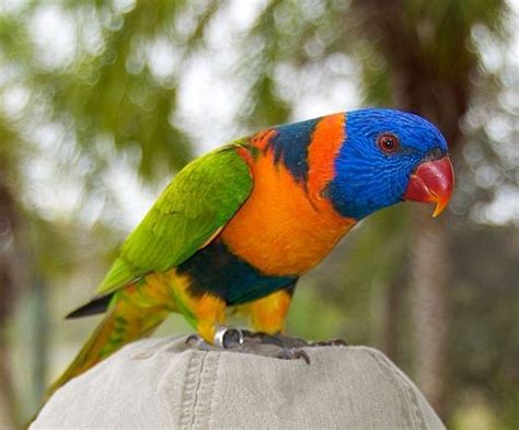 Parrot Encyclopedia | Red-collared Lorikeet | World Parrot Trust