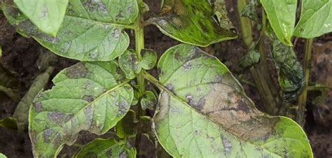 Blight - the dread of vegetable gardeners