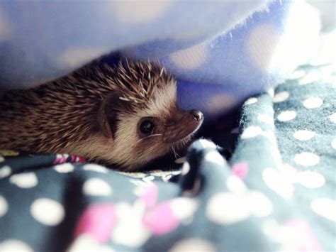 African Pygmy Hedgehog Pics | Pygmy hedgehog, Cute animals, African animals