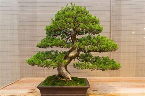 Juniper Bonsai Tree: Types, How To Grow and Care | Florgeous