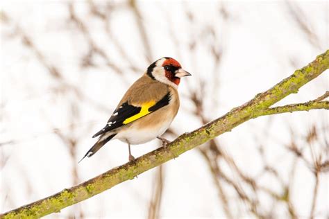 21 Pictures of Finches (All Types) - Bird Nature