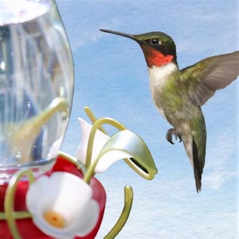 How to Make Hummingbird Food (Sugar Water Recipe)