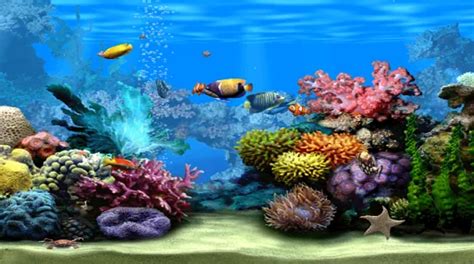 Marine Aquarium Screensaver - DesktopHut