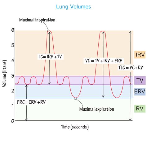 Physiology Glossary: Lung Volumes & Capacities | Draw It to Know It