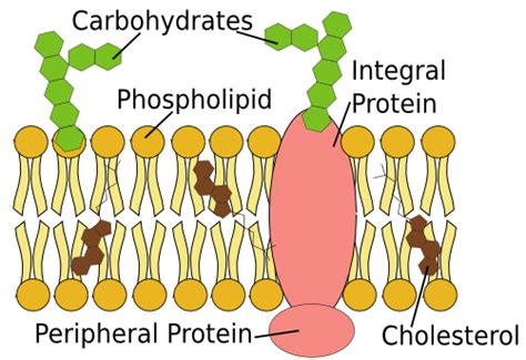 Cell Membrane Structure