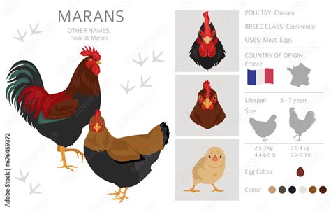 Marans Chicken breeds clipart. Poultry and farm animals. Different ...