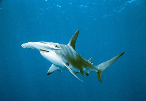 Animal Unique: Smooth Hammerhead Shark