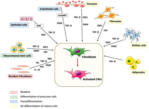 Cancers | Free Full-Text | Cancer-Associated Fibroblasts: Understanding ...