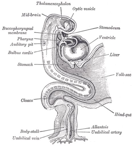 Stomodeum - Wikiwand