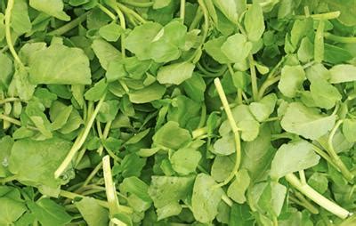 Celebrating new watercress varieties for flavour and health | Biological Sciences | University ...