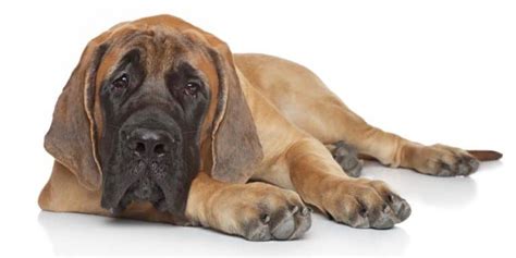 English Mastiff Growth Chart | Mastiff Weight & Size Chart