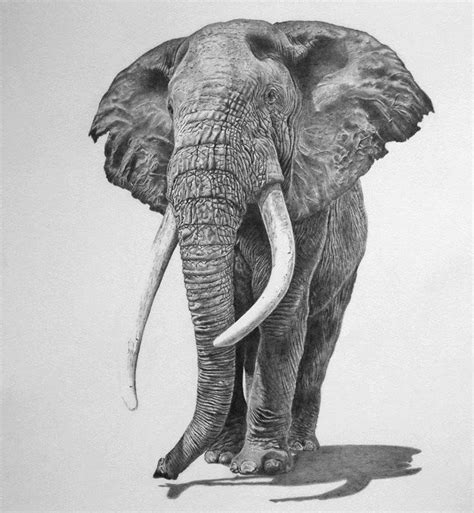 106 best Elephants: Drawings images on Pinterest | Animal drawings, Draw animals and Elephant ...