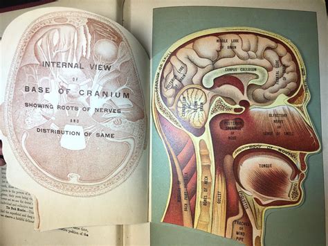 Vintage medical anatomy book. Medicology illustrated giant volume of 10 books in one. Gorgeous ...