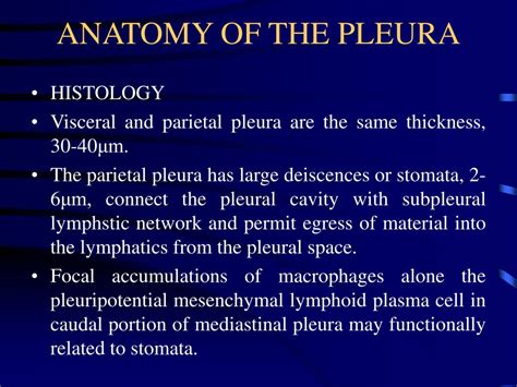 Parietal Pleura Histology