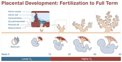 Human Placenta Project: How Does the Placenta Form? | NICHD - Eunice ...