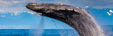 Whale & Wildlife Tours | San Juan Islands Washington Visitors Bureau ...