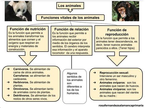 La profeofe: DIFERENCIAS Y SEMEJANZAS ANIMALES