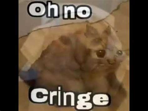 Oh nO Cringe cat - YouTube