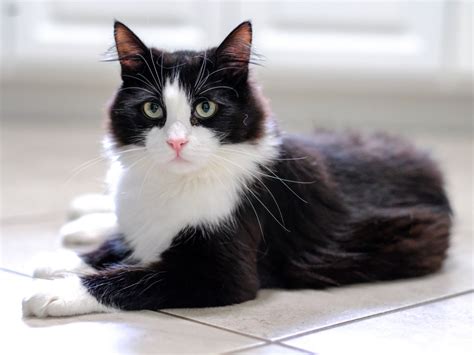 Tuxedo cat Persimmon is sweet, full of amazement – Orange County Register