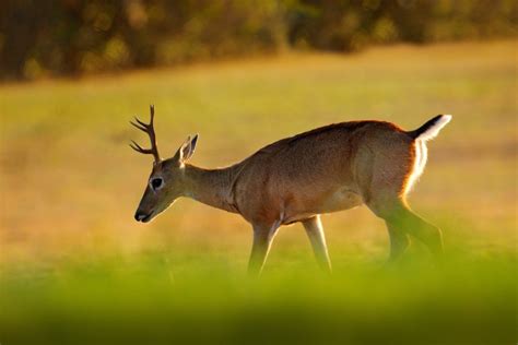 Pampas deer (Ozotoceros bezoarticus) by Murray Thomas - Wild Deer & Hunting Adventures