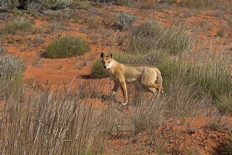 Where Does The Dingo Live? - WorldAtlas