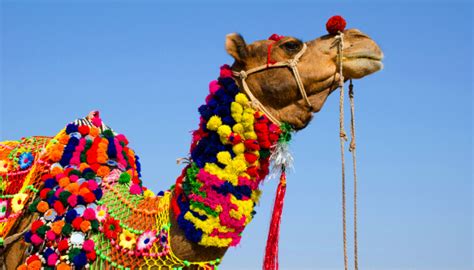 Pushkar Camel Fair 2025 | Dates, Places, Major Attractions