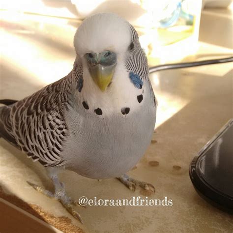 Sweetie the grey, reporting in for the Budgie Brigade! : r/parrots