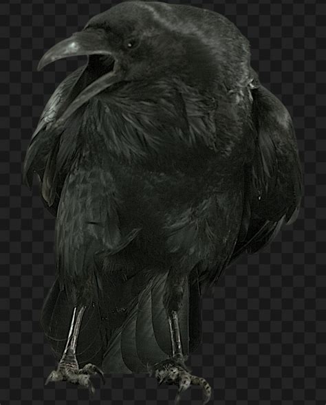 Raven Perched Cawing 1 Effect | FootageCrate - Free FX Archives