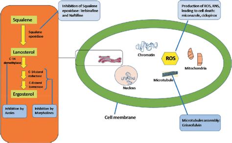 Mechanism of action of antifungal agents along with their target sites. | Download Scientific ...