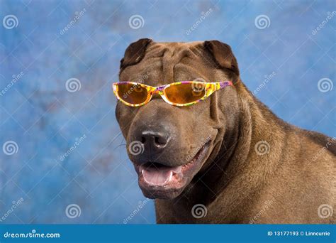 Funny Sharpei Dog with Sunglasses Stock Image - Image of glasses ...