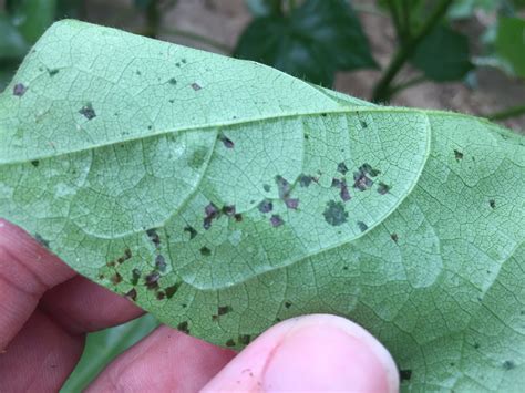 Cotton Disease Update: July 6, 2017 UPDATED (7/10/2017 @ 6 PM) | Mississippi Crop Situation