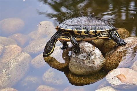 Turtle drinking water Photograph by Tatiana Travelways - Pixels