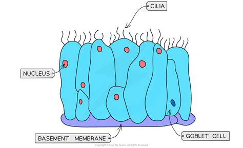 CIE A Level Biology复习笔记9.1.2 Distribution of Tissues-翰林国际教育