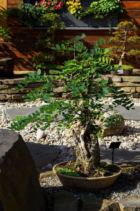 Acacia Bonsai Tree - A-Z Animals