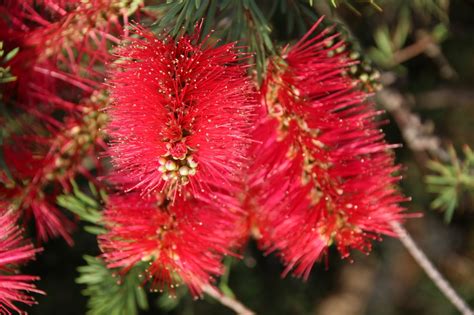 Bottlebrush