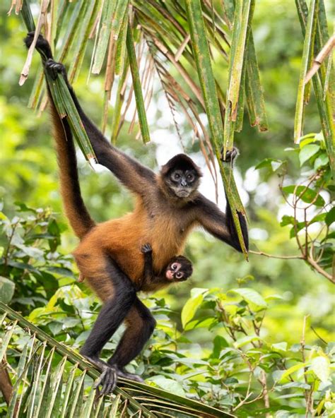 Conservation Efforts to Save Panama's Endangered Species | Nature and Wildlife | Discovery