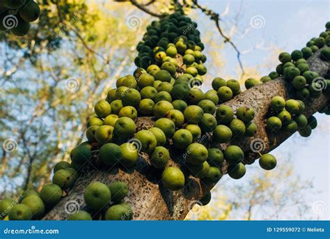 Green Marula Fruit in South Africa Stock Photo - Image of southern ...