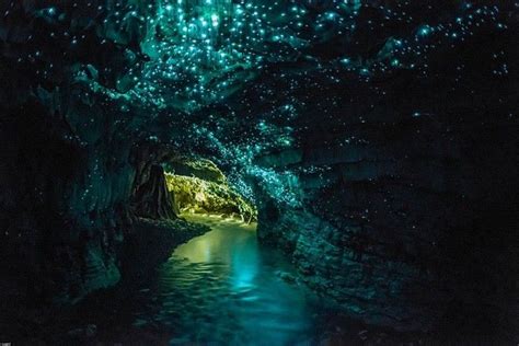 Glowworms in Waitomo Caves | 여행지, 방문할 장소, 아름다운 장소