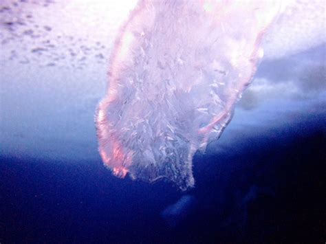 Swimming Beneath the Brinicles, in Antarctica | WIRED