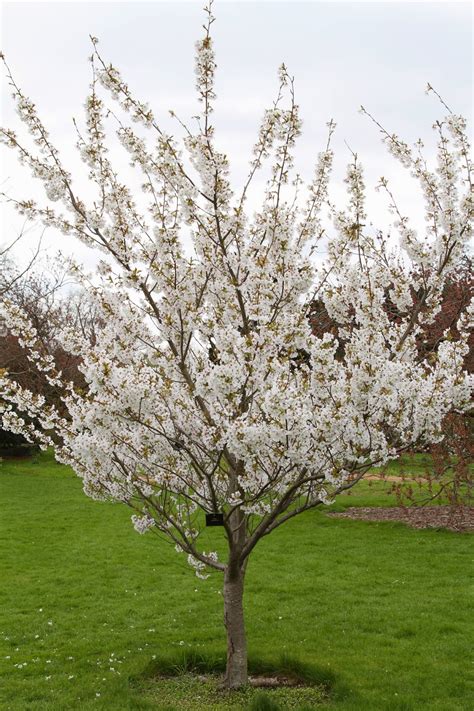 Trees and Plants: White Cherry Blossoms Trees