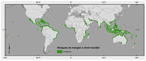 How we use thousands of satellite images to monitor mangroves