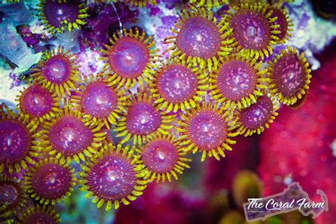 WWC Purple Monster Zoa Coral Frags - Buy Online!