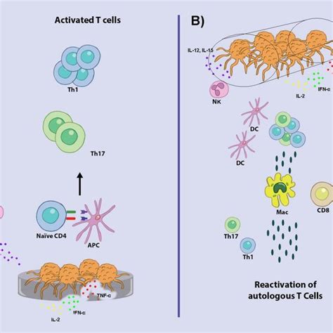 Molecular targeted therapy in Breast Cancer treatment. | Download Scientific Diagram