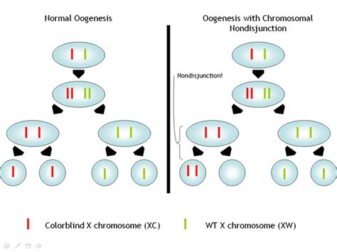 Re: Klinefelter syndrome and color blindness