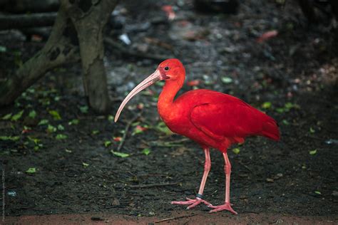 "Red Scarlet Ibis (Eudocimus Ruber) Bird" by Stocksy Contributor ...