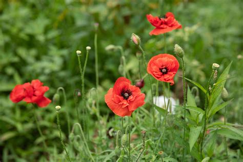 Oriental Poppy: Plant Care and Growing Guide