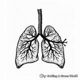 Lungs Coloring Pages  Free & Printable sketch template