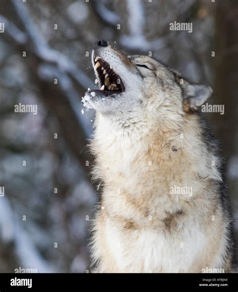 Timber wolf howling in winter Stock Photo - Alamy