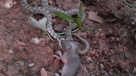 small snake swallowing mouse's baby - YouTube