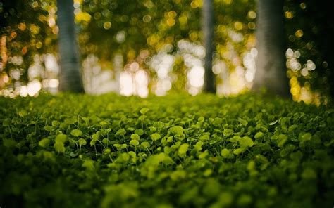 blur Nature blur green blurred wallpaper backgrounds wallpapers grass ...